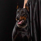 The ''Rock Python'' collar