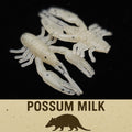 Jar of 1" Inch Micro Crayfish "The Creek Crawler"