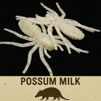 Jar of 1" Micro Spider Bait "The Writing Spider"