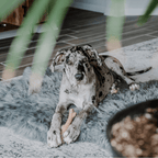 PupRug by Paw.com® Faux Fur Orthopedic Dog Bed - Curve Charcoal Grey