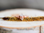 Herkimer Diamond Caged Ring