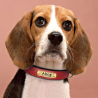 Personalized Customized Leather ID Nameplate Dog Collar Soft Padded Dogs Collars Free Engraving Name for Small Medium Large Dogs