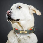 Personalized Customized Leather ID Nameplate Dog Collar Soft Padded Dogs Collars Free Engraving Name for Small Medium Large Dogs