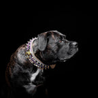 The Candy Dog Collar