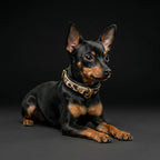 The Leopard Puppy Collar