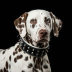 "Boston" collar
