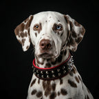 "Boston" collar