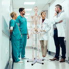 Medical School Human Anatomy Class Life-size Skeleton Model