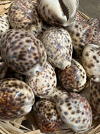 Tiger Cowrie Seashells- Cypraea Tigris